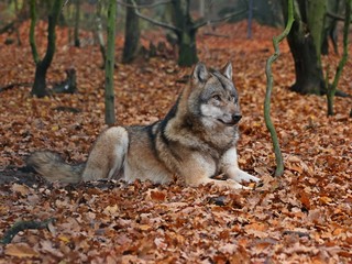 Liegender Wolf (Canis lupus)
