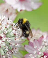Bumle bee on a pink flower