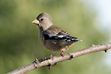 Female Evening Grosbeak on branch.