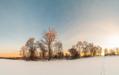 On the edge of the forest.