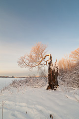 Broken tree in the winter wind.