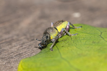 little bug on leaf