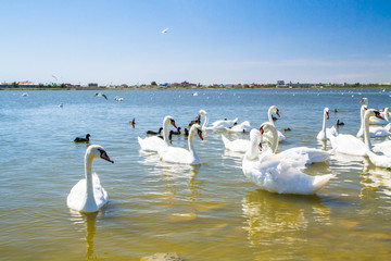 White swans and other birds on the pond