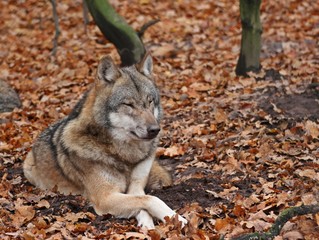 Liegender Wolf (Canis lupus)
