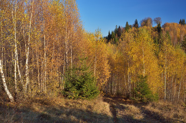 Fototapeta premium Birch forest