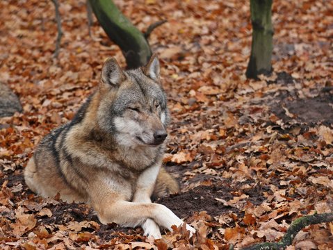 Liegender Wolf (Canis lupus)
