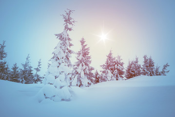 Christmas landscape with fir forest