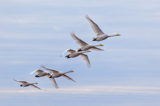 Flying flock of swans