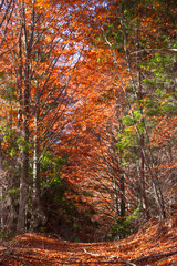 Fototapeta premium Autumn forest