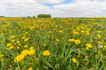 meadow