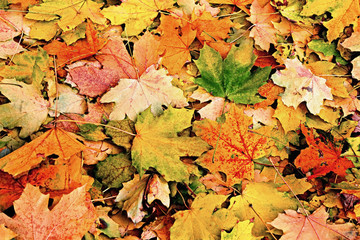 Autumn background of green and yellow maple leaves