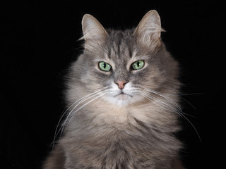 Портрет на черном фоне. Взгляд зеленых глаз. Пушистый, серый кот с очень красивыми глазами. Большой. Портрет кота крупно