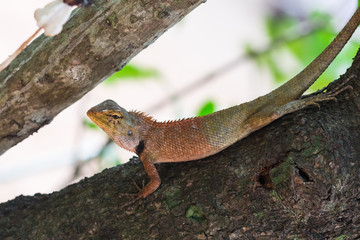 the asia little lizard