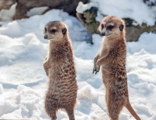 Meerkat couple