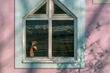 Rhodesian Ridgeback home guard