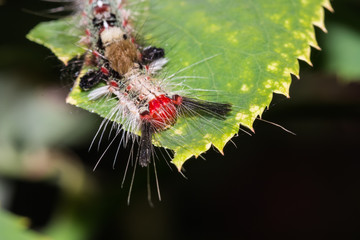 Worm on leaf