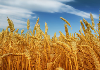 Wheat field against a blue sky