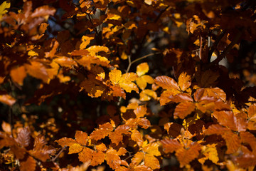 background texture of yellow leaves autumn leaf background.