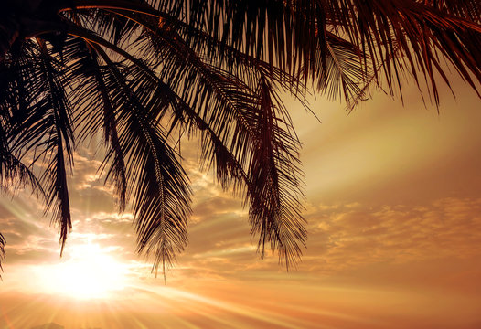 Palm in sand beach.