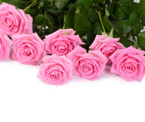 Pink rose on a white background