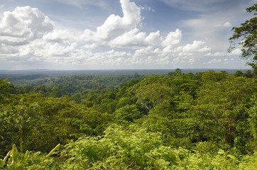 Forêt de Guyane-Amazonie
