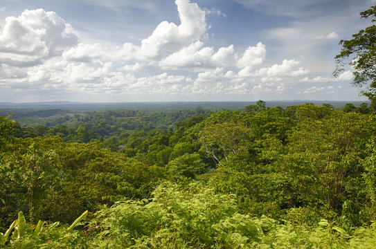 For&ecirc;t de Guyane-Amazonie