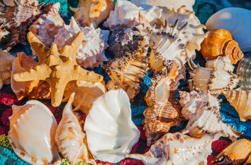The inhabitants of the sea - shells, brine, sea stars
