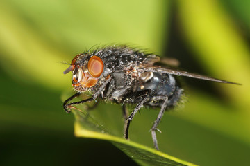 Bluebottle, Fly