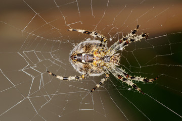 Garden Spider