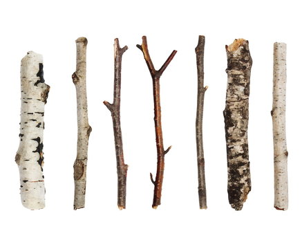 Twigs, set macro dry branches birch isolated on white background,  with clipping path