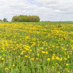 meadow