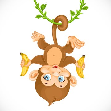 Cute baby monkey with banana hanging on the liana isolated on a
