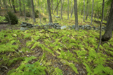 Old stone wall in open woodland of central Connecticut, made when this was farmland.