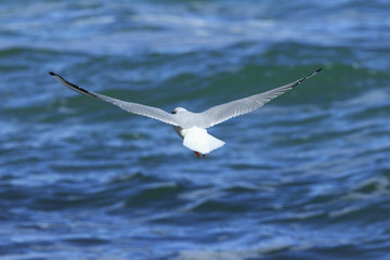 Seagull flies