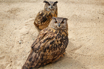 two owls