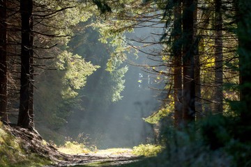 Spruce Trees in the Mist with Sun Rays