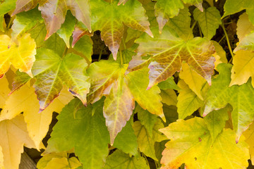 Leaves in yellow and green color with highlights.
