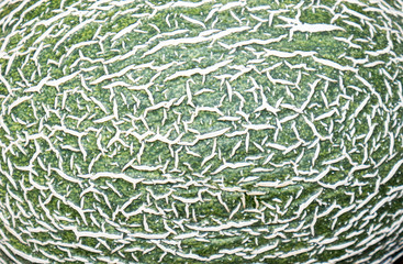 The vegetable Melon.
