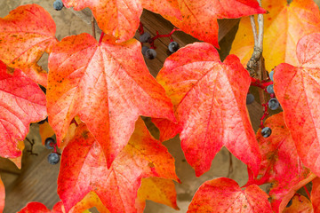 Colorful autumn leaves. Photo of red and orange ivy leaf.