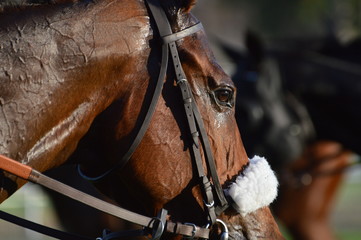 Obraz premium cheval de course