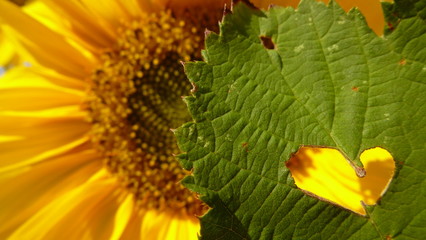 Brombeerblatt mit Herz und Sonnenblume im Hintergrund