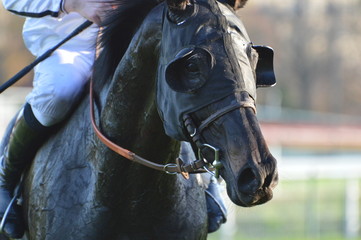 cheval de course