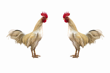 Local chicken with isolated background