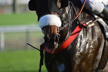 cheval de course
