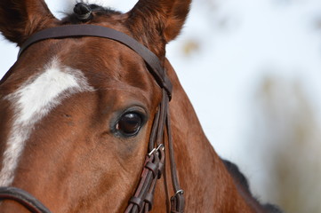 cheval de course