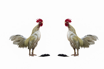 Local chicken with isolated background