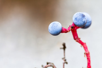 Berries in the fog in the autumn. Colorful nature photo with blurred background and space for text and label.