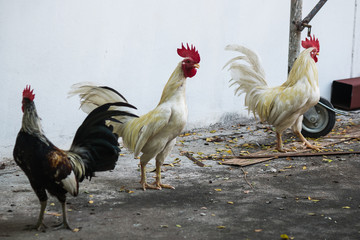 Local chicken in Thailand