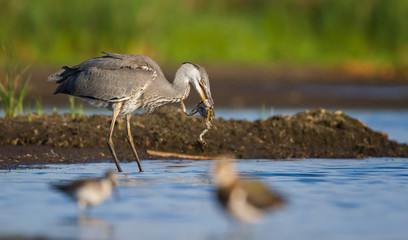 The Grey Heron and the Frog - 95413476