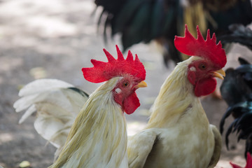 Local chicken in Thailand